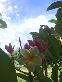 Close-up of pink flowers blooming against sky