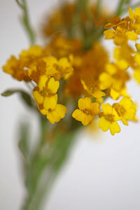 Close-up of yellow flowering plant