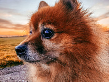 Close-up of dog looking away