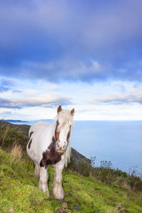 Horse standing on field by sea against cloudy sky