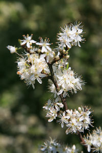 Close-up of white cherry blossom