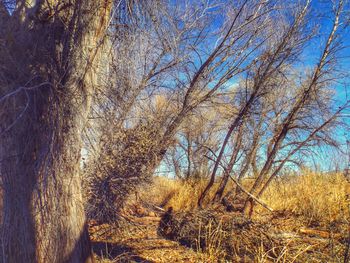 Low angle view of trees against sky