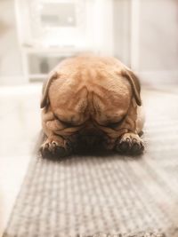 Close-up of a dog sleeping