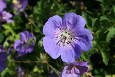 Close-up of purple flower blooming in garden