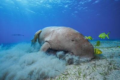 Low section of man swimming in sea