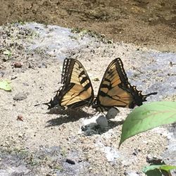 High angle view of butterfly on ground