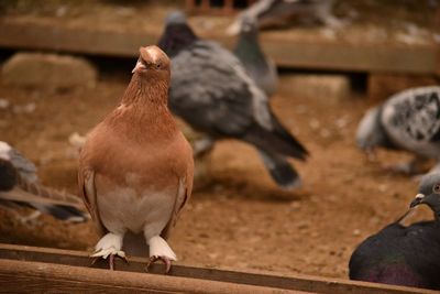 Close-up of pigeons perching