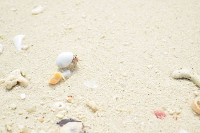 Close-up of shells on beach