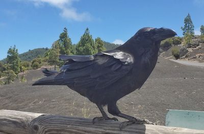 Bird perching on a tree