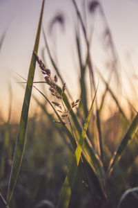 Close-up of plant on field