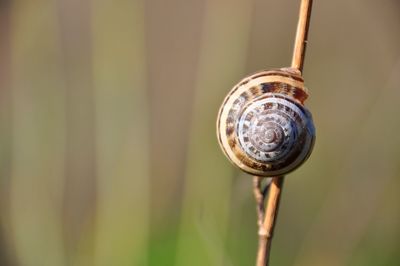 Close-up of snail on plant