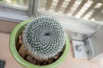 Desert cactus plant gets a close up of unique spines