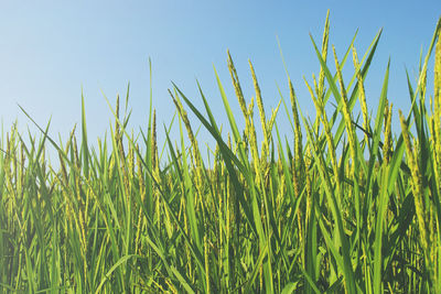 Crops growing on field against clear sky