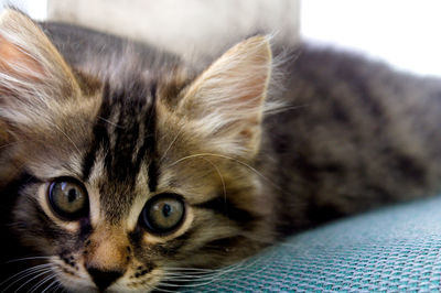 Close-up portrait of a cat