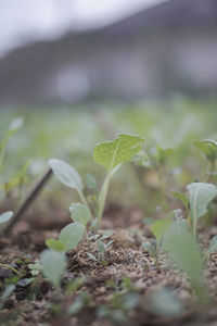 Close-up of small plant growing on field