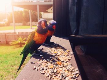 Close-up of rainbow lorikeets eating while perching on window sill