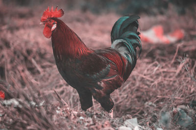 Close-up of rooster on land