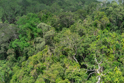 High angle view of trees in forest