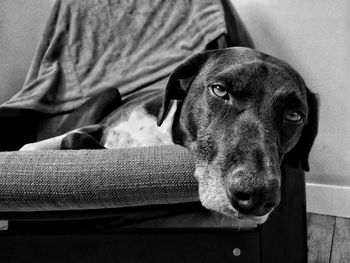 Close-up portrait of dog relaxing at home