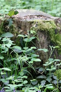 Close-up of plant growing in forest