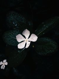 High angle view of wet leaf floating on water