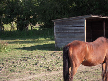 Horse in stable