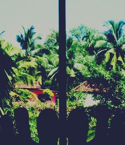 Palm trees against sky