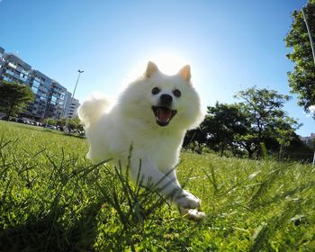 Dog on field against clear sky