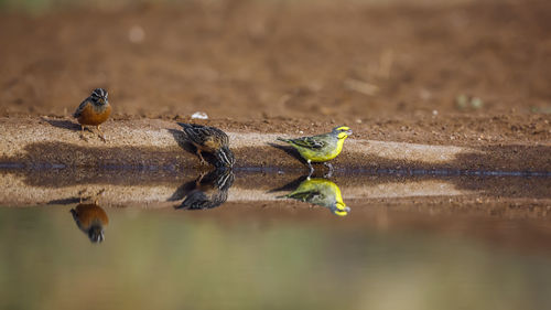 Close-up of bird in lake