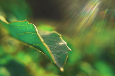 Close-up of green leaves