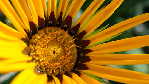 Close-up of sunflower