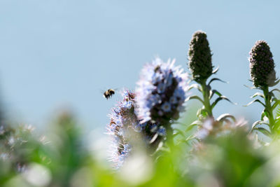 Close-up of bee pollinating flower