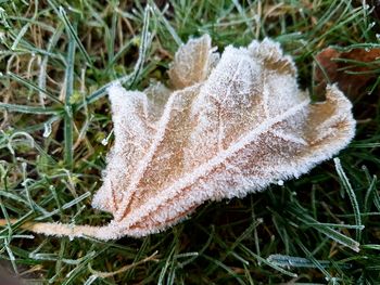 Close-up of dry maple leaf on frozen field