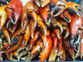 High angle view of lobsters in market for sale