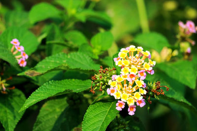 Close-up of flowering plant