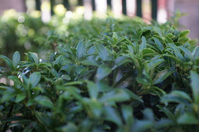 Close-up of fresh green plants