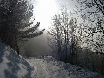 Trees in forest during winter