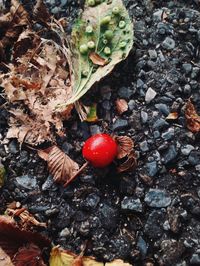 Close-up of cherries