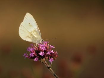 Close-up of butterfly pollinating on purple flower