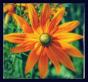 Close-up of yellow flower