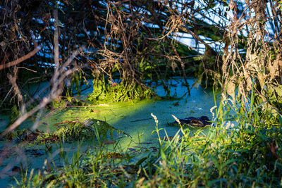 High angle view of ducks swimming in lake