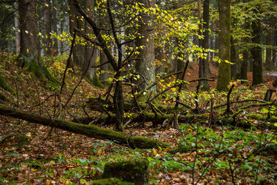 Plants and trees in forest