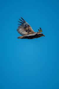 Low angle view of bird flying against blue sky