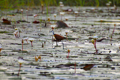 Flock of birds in lake