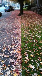 Fallen leaves on road