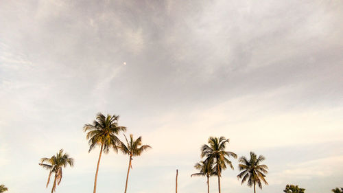 Low angle view of palm trees against sky