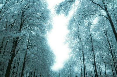 Low angle view of bare trees in forest