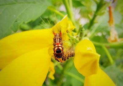 Close-up of bee pollinating on yellow flower