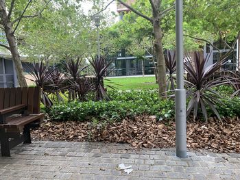 Trees and plants growing in park