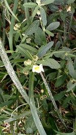 Close-up of bumblebee on plant